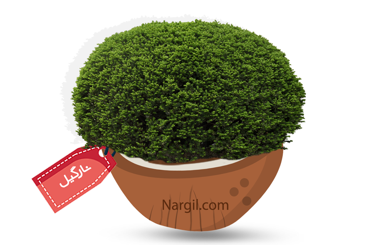  Nargil - thorny elaeagnus